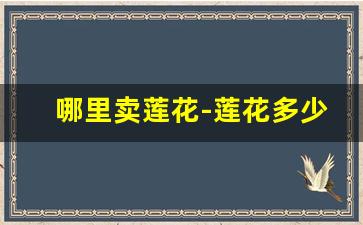 哪里卖莲花-莲花多少钱能卖的